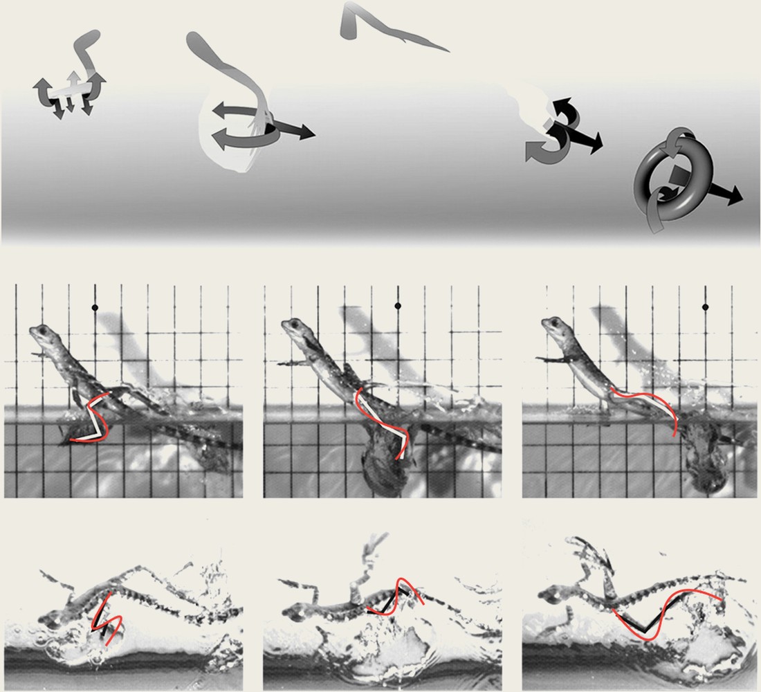 Biomimicry research strip — gecko locomotion motion studies with tracked limb paths